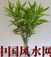 沧州十二生肖养什么植物最旺财运？你知道吗！